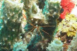 Arrow crab shot at Klein Curacao. by Jon Doud 